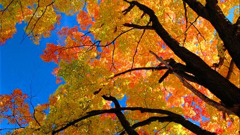 Autumn Tree Canopy — Blue