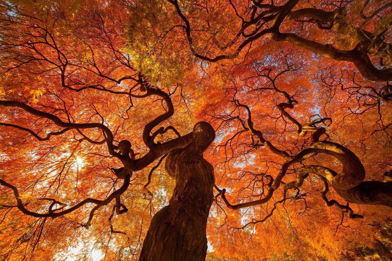 Autumn Tree Canopy — Orange, Dramatic, Photograph, Branches