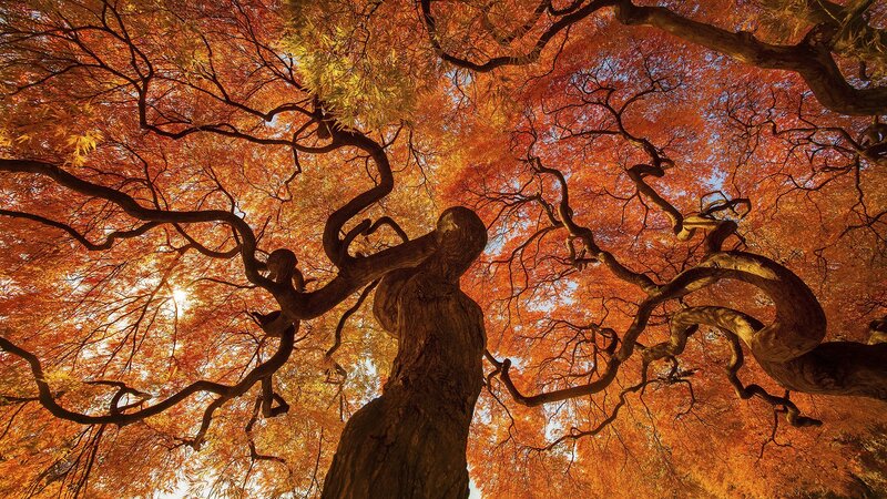 Autumn Tree Canopy — Orange, Dramatic, Photograph