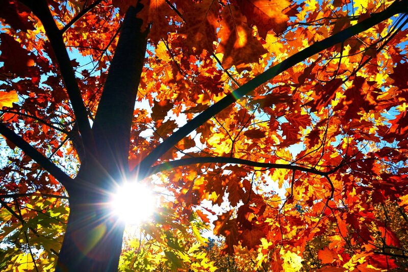 Autumn Tree Canopy — Orange, Dramatic