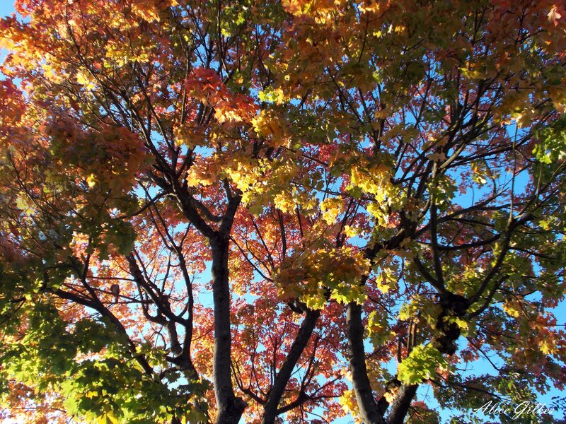 Autumn Tree Canopy — Orange, Serene, Photograph, Leaves, Branches