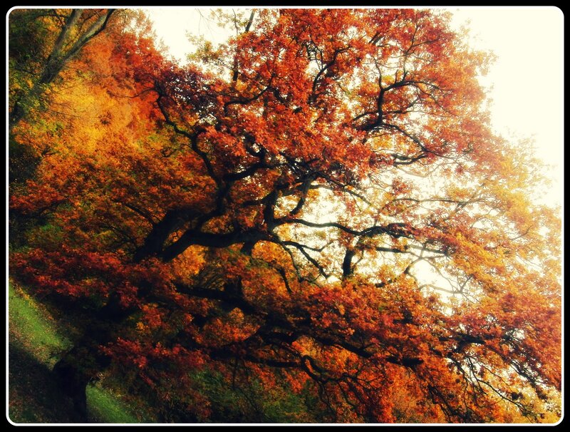 Autumn Tree Canopy — Orange, Serene, Photograph, Leaves, Sky