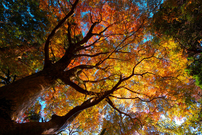 Autumn Tree Canopy — Orange, Serene, Photograph, Leaves