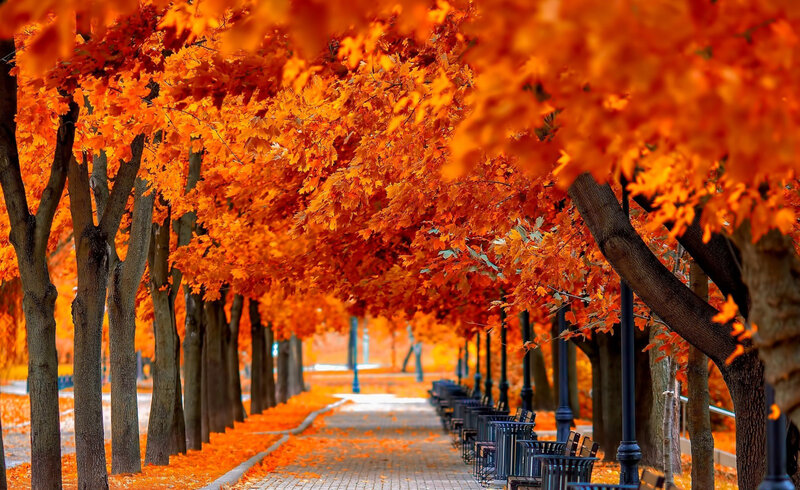 Autumn Tree Canopy — Orange, Serene, Photograph, Path, Benches