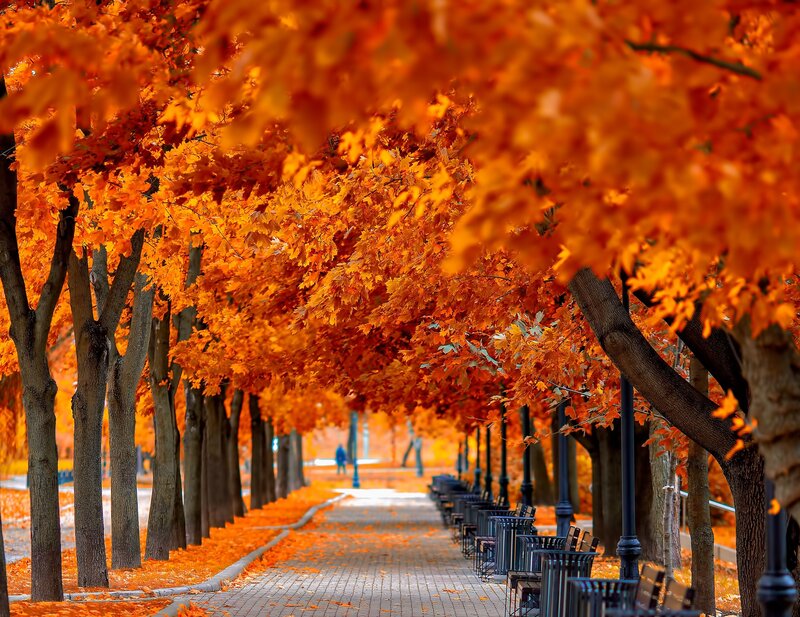 Autumn Tree Canopy — Orange, Serene, Photograph, Path
