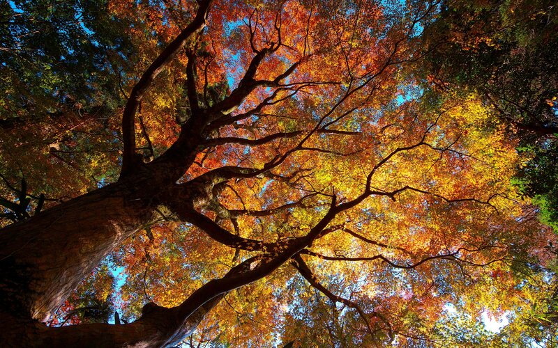 Autumn Tree Canopy — Orange, Serene, Photograph
