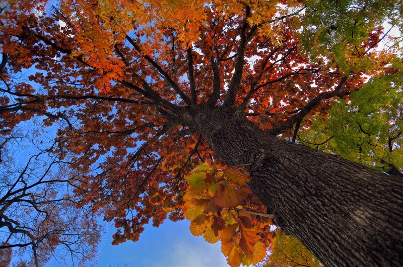 Autumn Tree Canopy — Orange, Serene, Photograph, Tree Trunk, Leaves