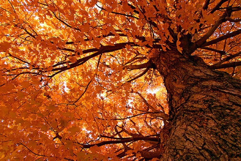 Autumn Tree Canopy — Orange, Serene, Photograph, Tree Trunk