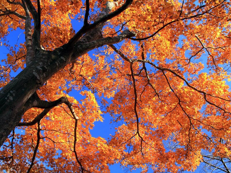 Autumn Tree Canopy — Orange