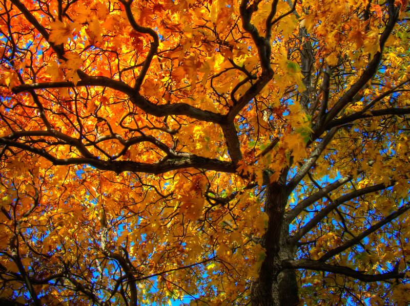 Autumn Tree Canopy — Orange, Vibrant, Photograph