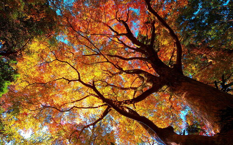 Autumn Tree Canopy — Orange, Vibrant