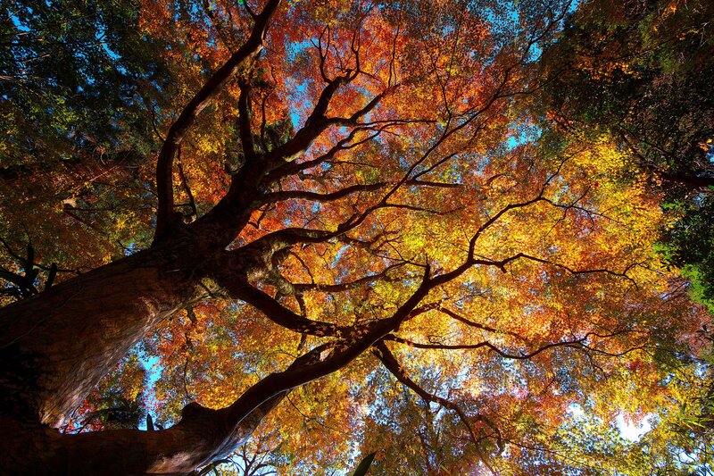 Autumn Tree Canopy — Photograph