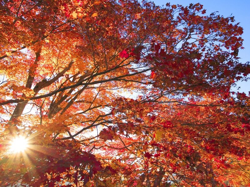 Autumn Tree Canopy — Red, Serene, Afternoon
