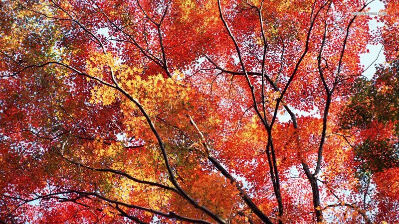 Autumn Tree Canopy — Red, Serene, Photograph