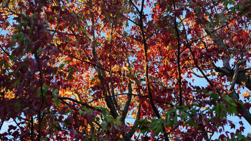 Autumn Tree Canopy — Red, Serene