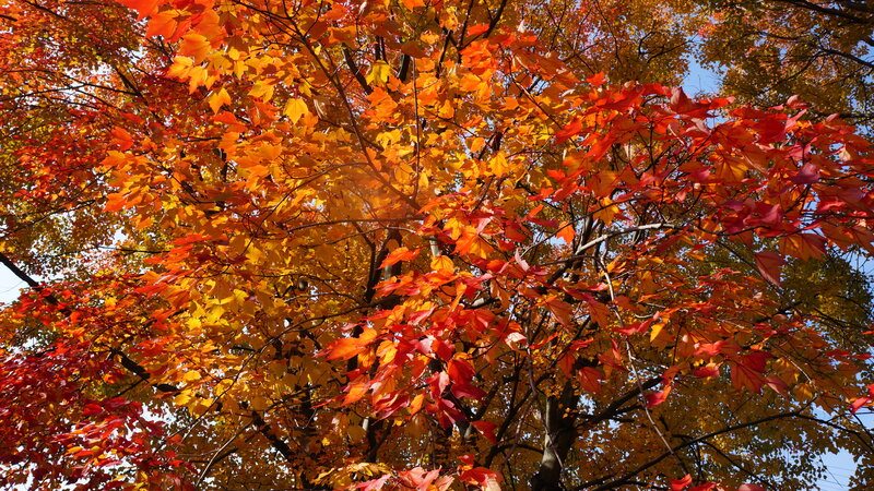 Autumn Tree Canopy — Red, Vibrant, Photograph, Leaves