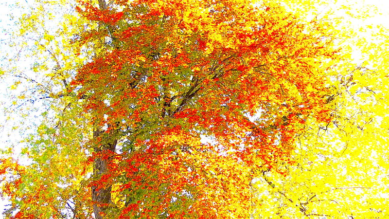 Autumn Tree Canopy — Red, Vibrant, Photograph