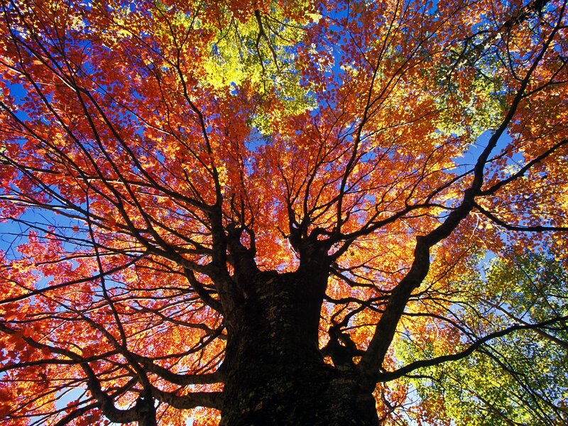 Autumn Tree Canopy — Red, Vibrant