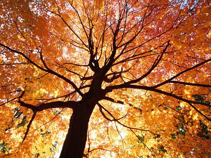 Autumn tree canopy