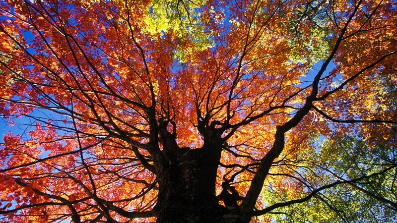 Autumn Tree Canopy — Vibrant