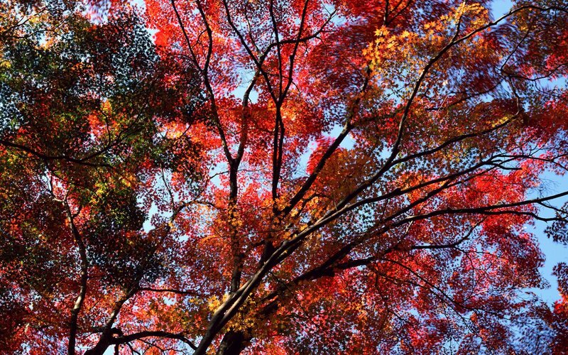 Autumn tree canopy view
