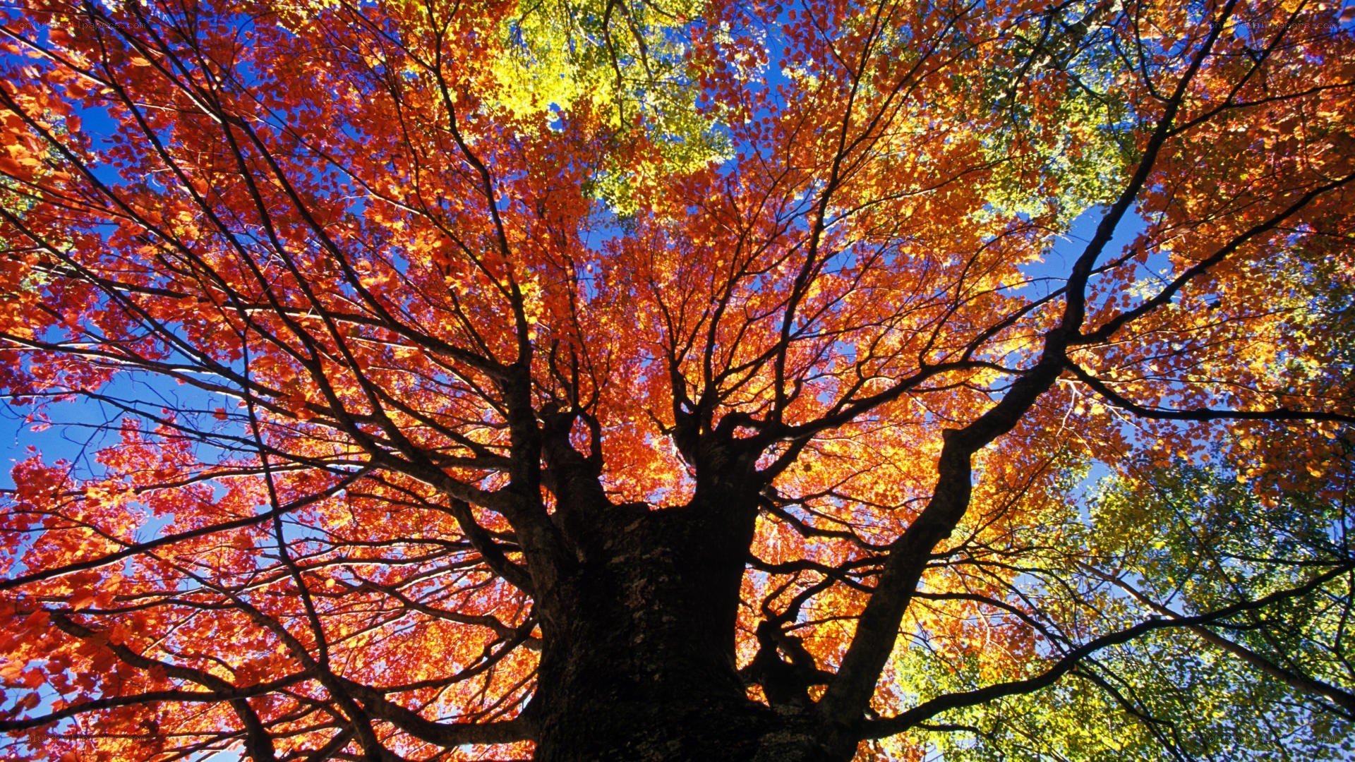 Autumn tree canopy view