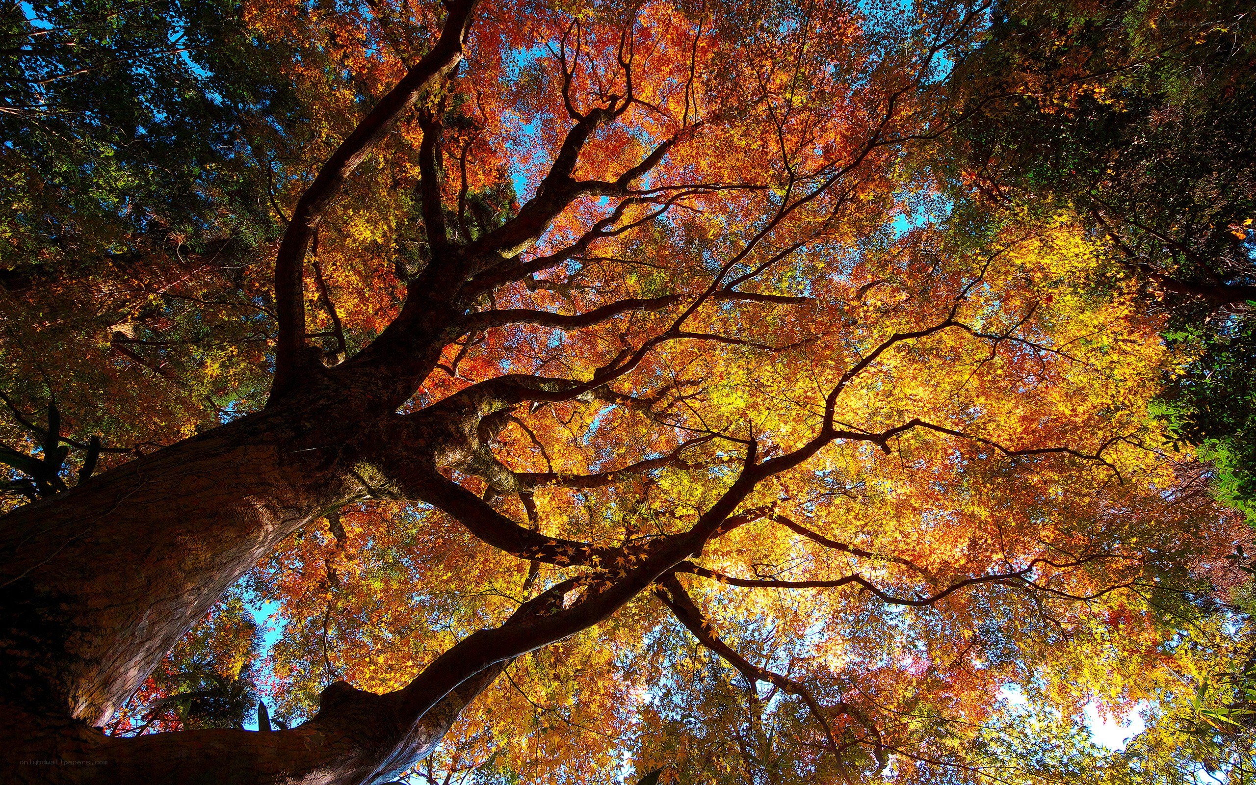 Autumn tree canopy view