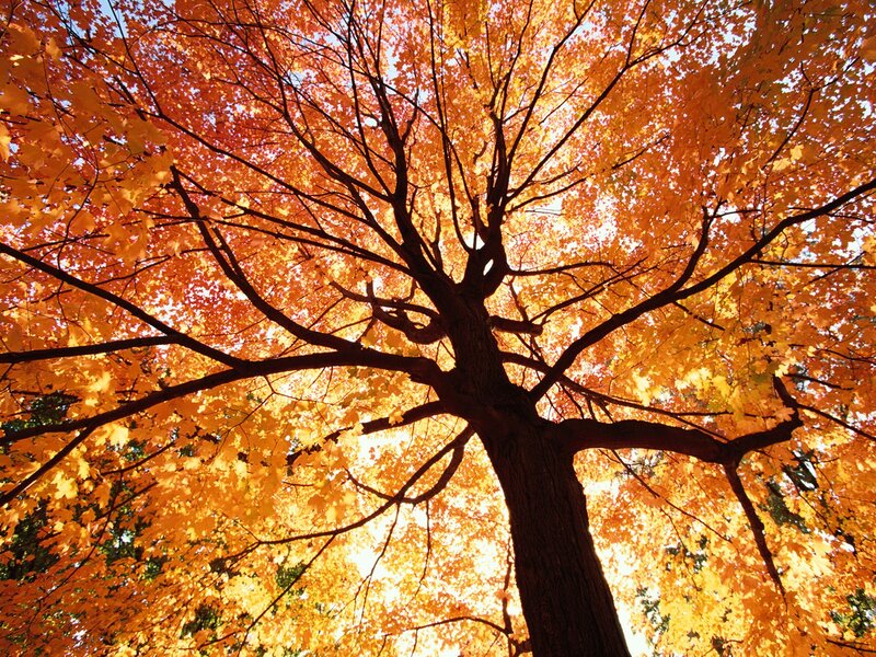 Autumn tree canopy view
