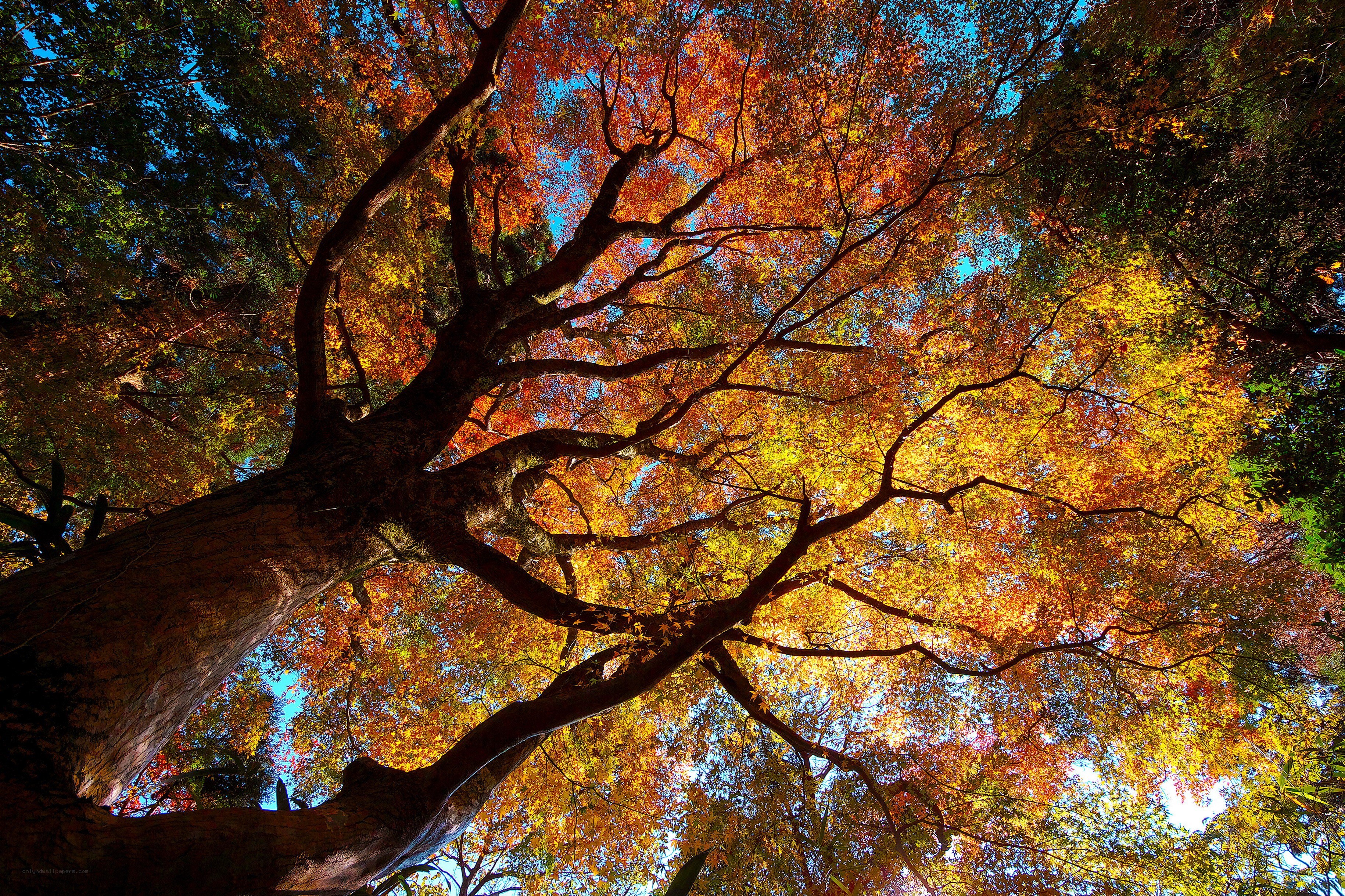 Autumn tree canopy view