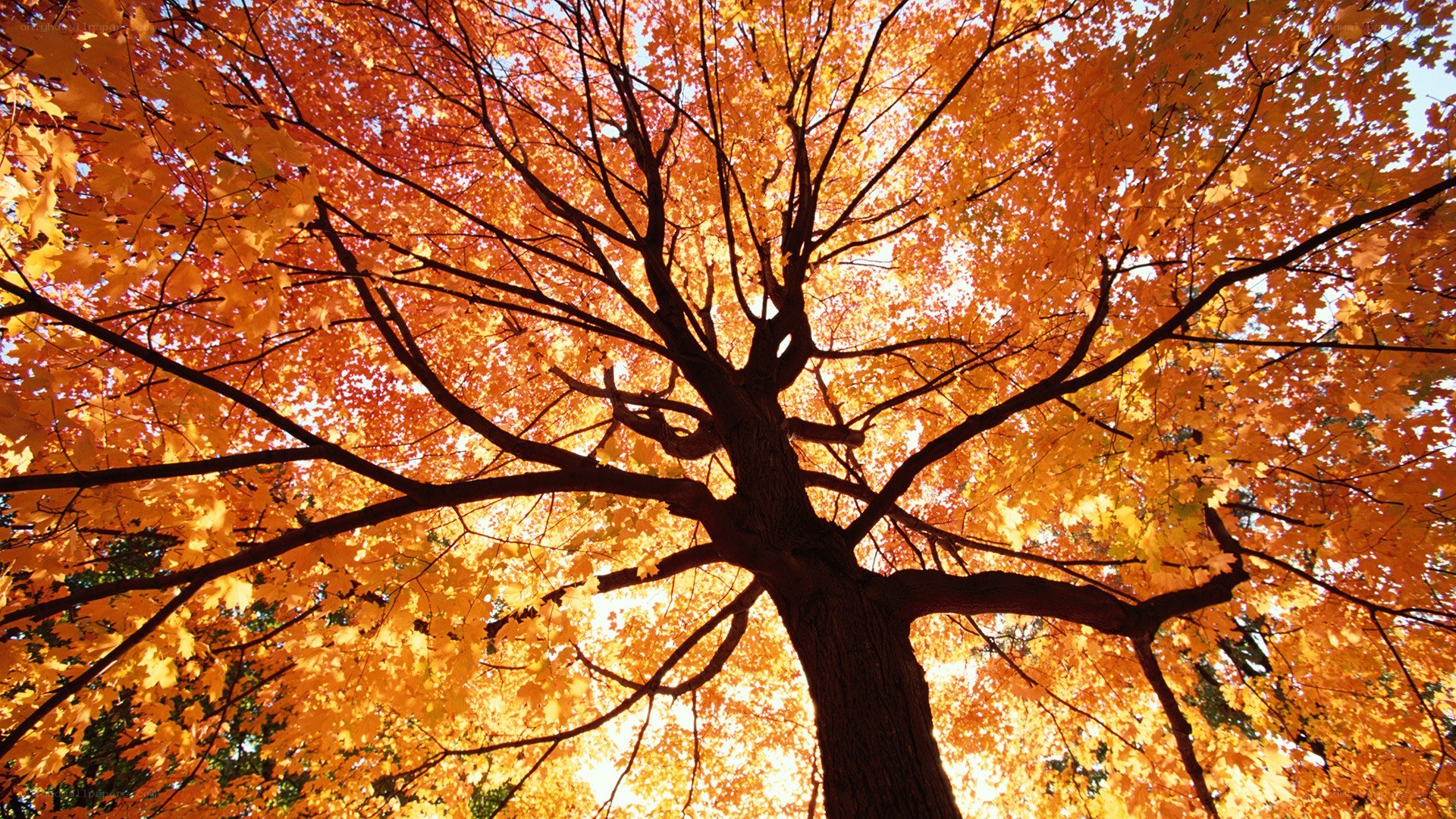Autumn tree canopy view