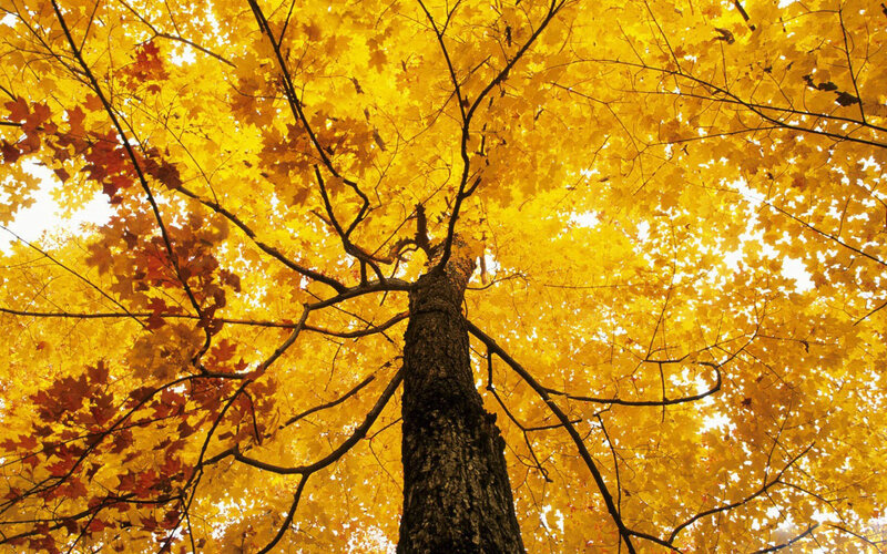 Autumn tree canopy view