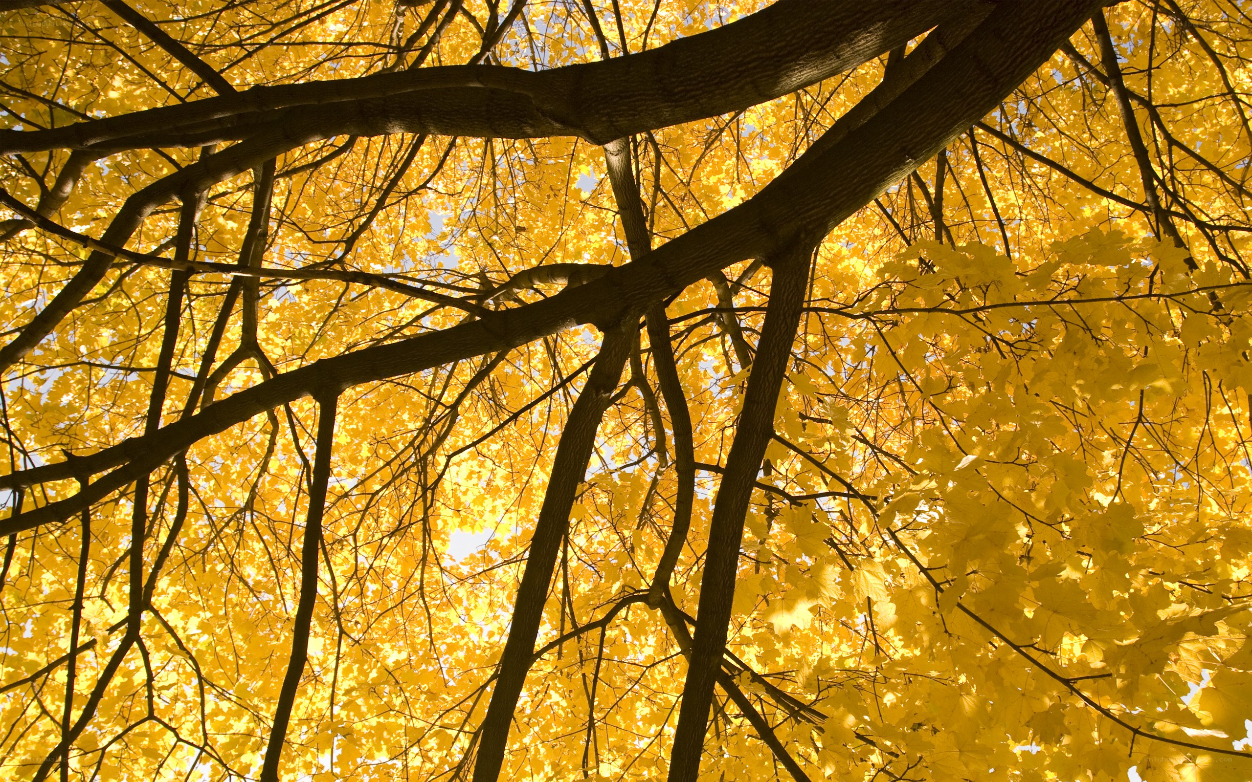 Autumn tree canopy view