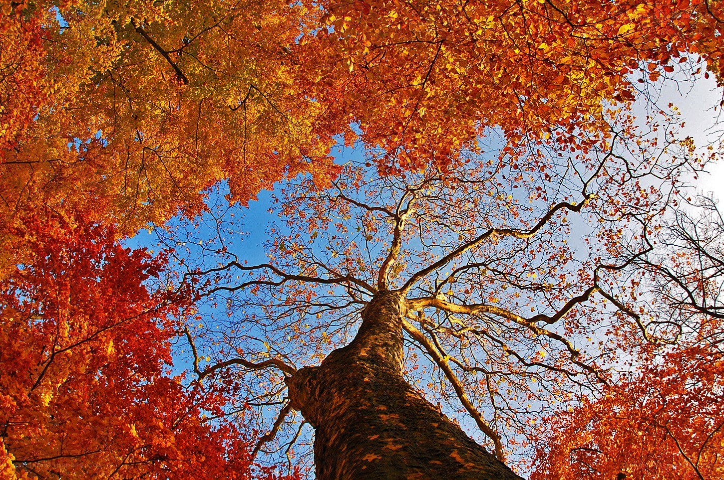 Autumn tree canopy view