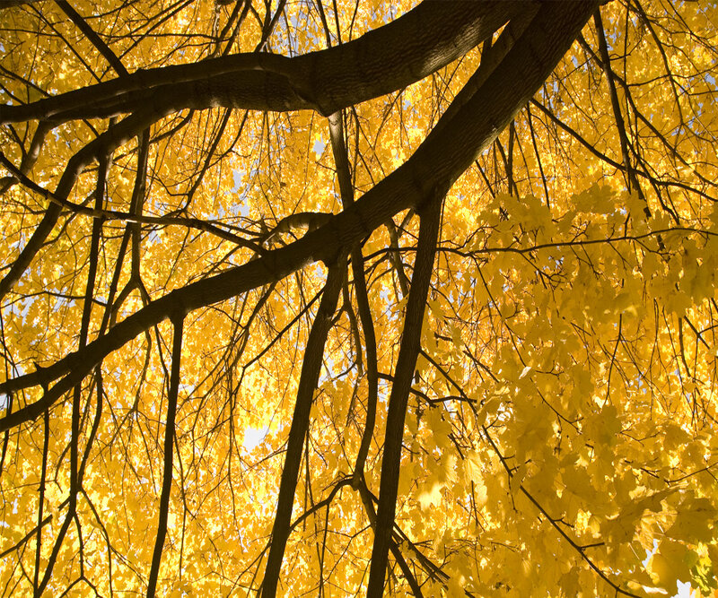 autumn tree canopy view