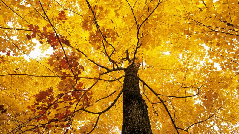 Autumn tree canopy view