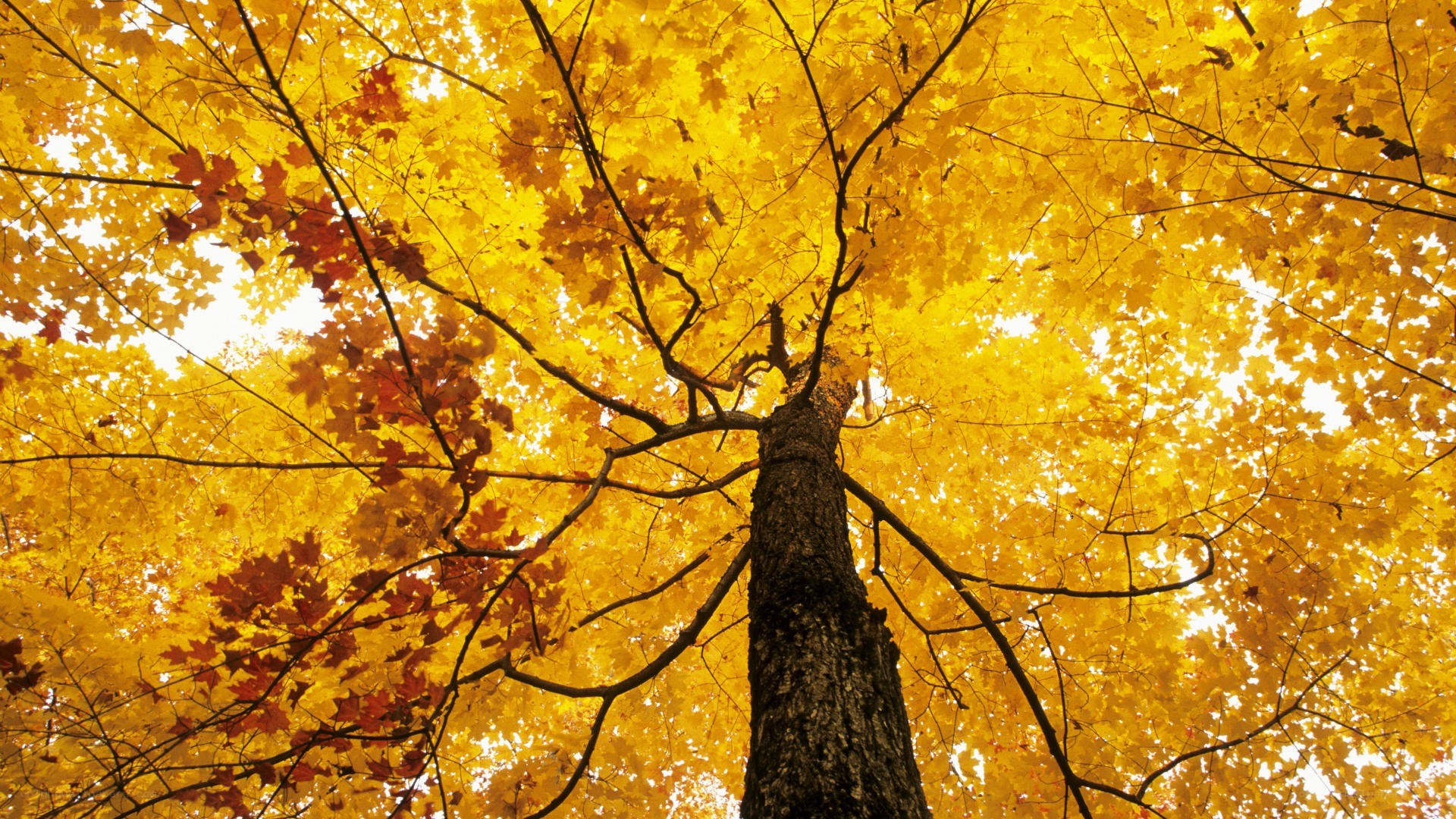 Autumn tree canopy view