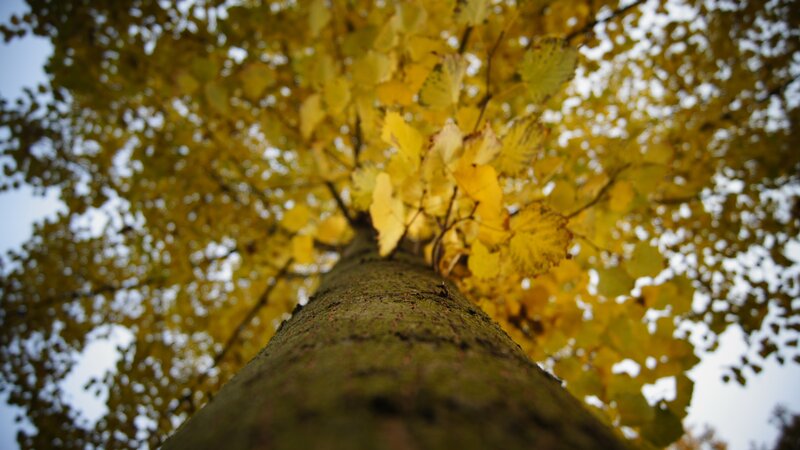Autumn tree canopy view