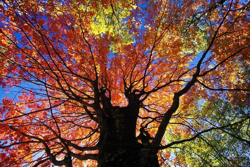 Autumn tree canopy view