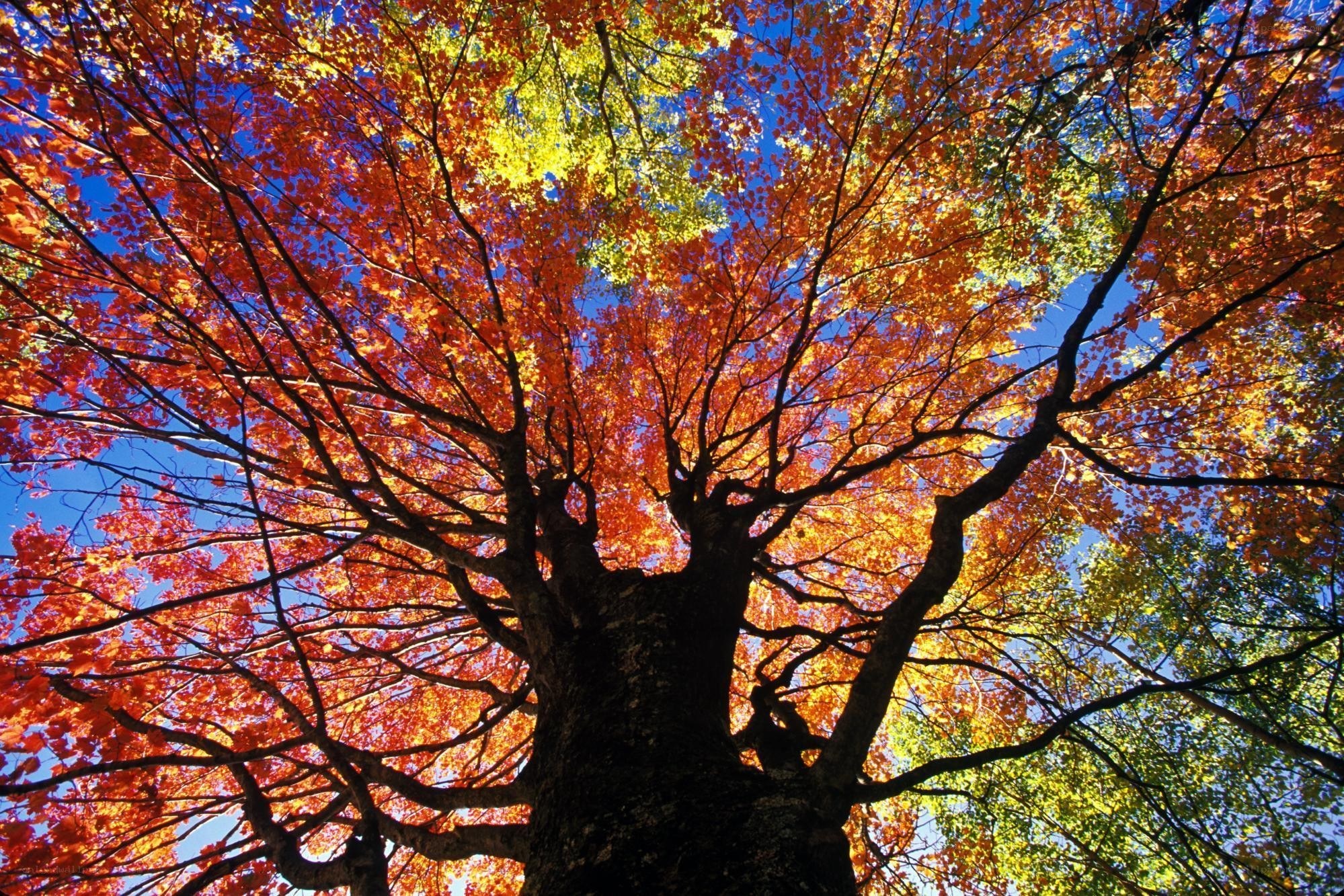 Autumn tree canopy view