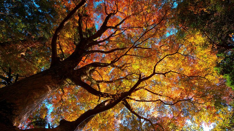 Autumn tree canopy view