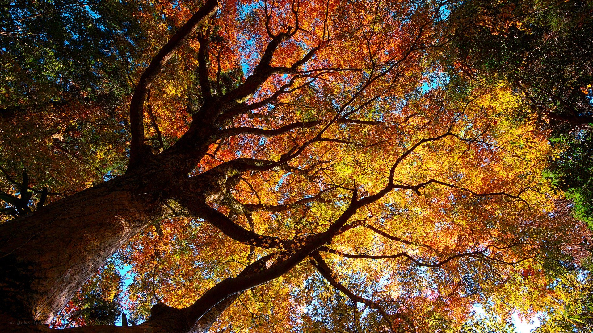 Autumn tree canopy view