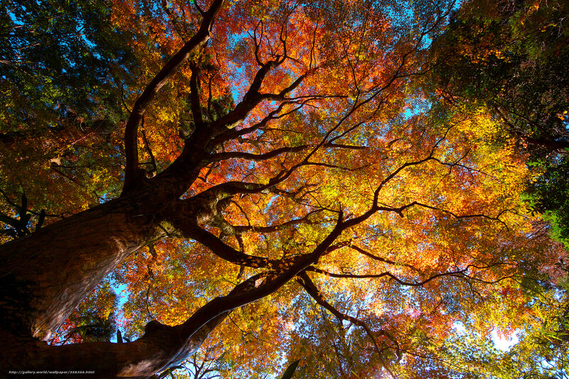 Autumn tree canopy view