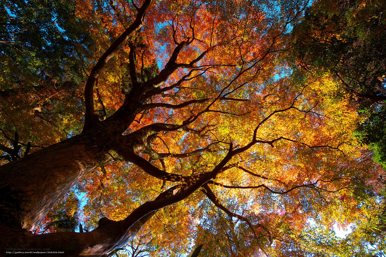 Autumn tree canopy view