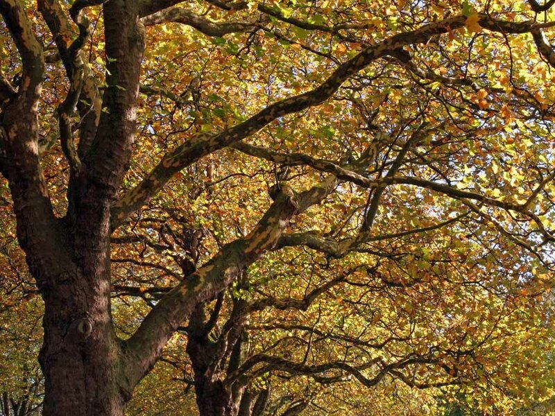 Autumn Tree Canopy — Yellow, Serene, Photograph, Branches, Leaves