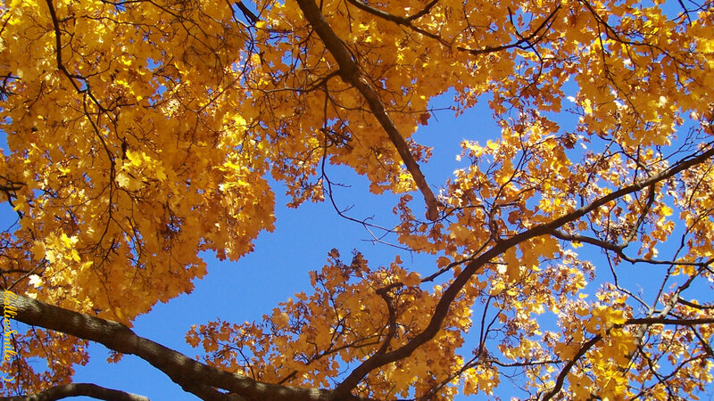 Autumn Tree Canopy — Yellow, Serene, Photograph, Branches