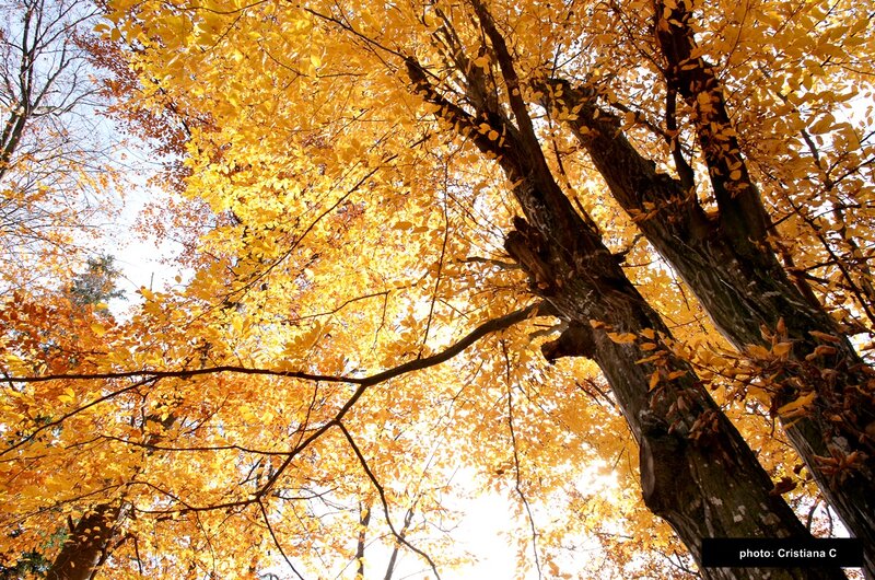 Autumn Tree Canopy — Yellow, Serene, Photograph, Leaves
