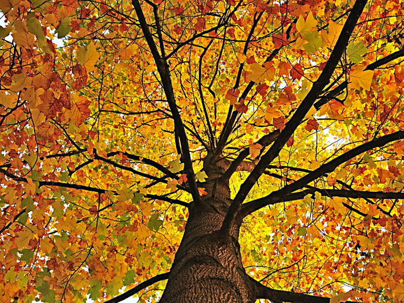 Autumn Tree Canopy — Yellow, Serene, Photograph