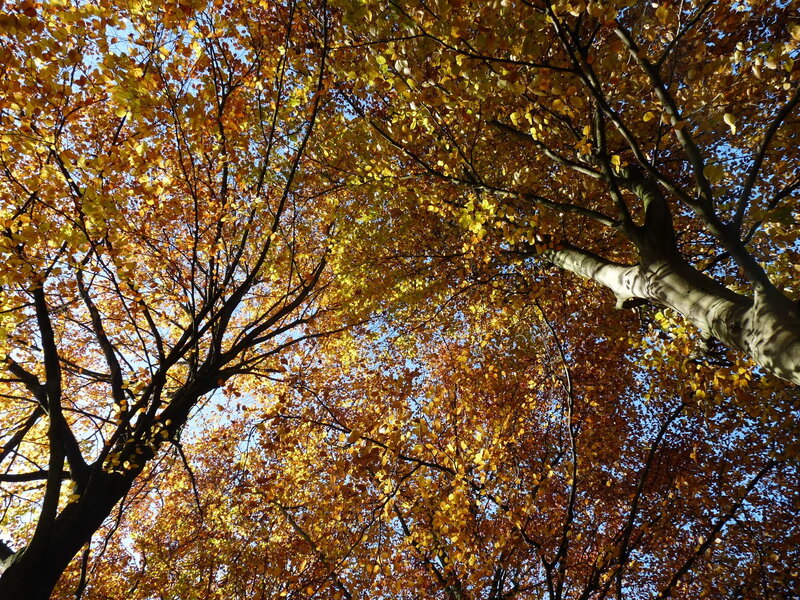 Autumn Tree Canopy — Yellow, Serene, Photograph, Tree Branches