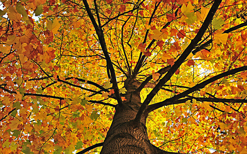 Autumn Tree Canopy — Yellow, Serene, Photograph, Tree Trunk, Branches