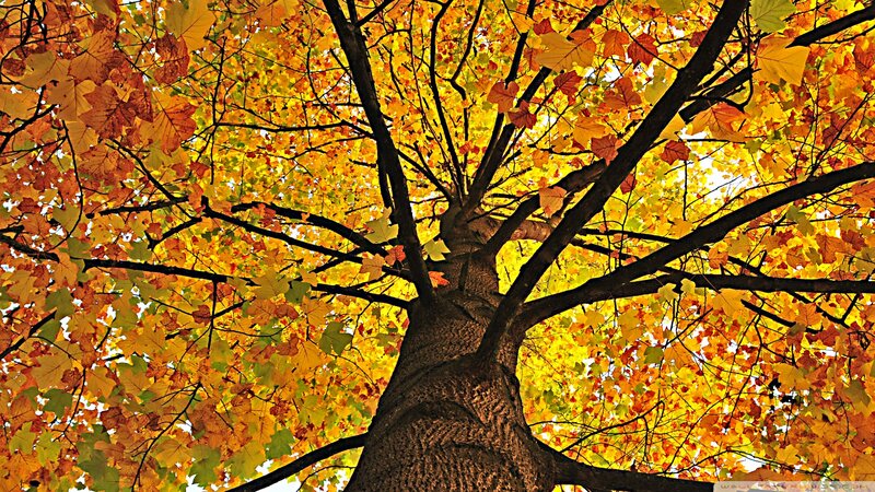 Autumn Tree Canopy — Yellow, Serene, Photograph, Tree Trunk